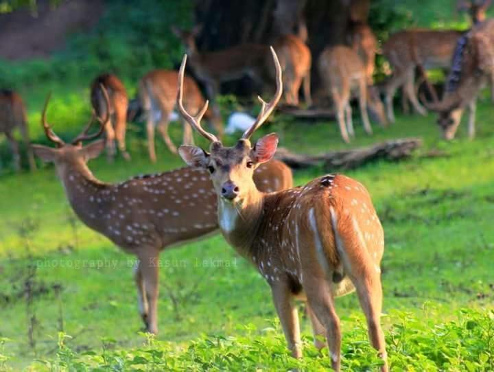 Kottamba Yala Stay & Safari Тиссамахарама Экстерьер фото