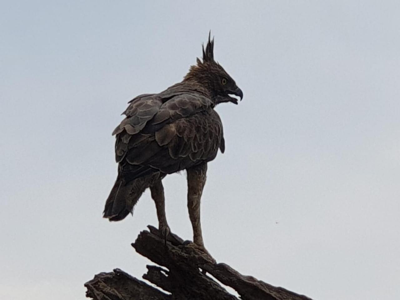 Kottamba Yala Stay & Safari Тиссамахарама Экстерьер фото