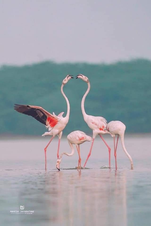 Kottamba Yala Stay & Safari Тиссамахарама Экстерьер фото