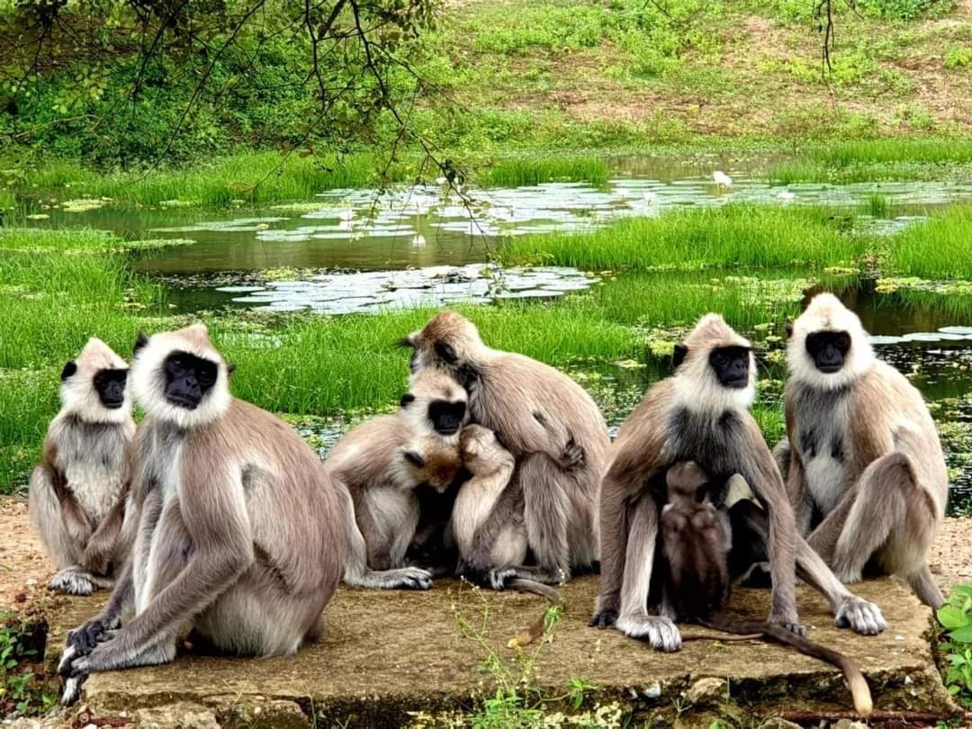 Kottamba Yala Stay & Safari Тиссамахарама Экстерьер фото